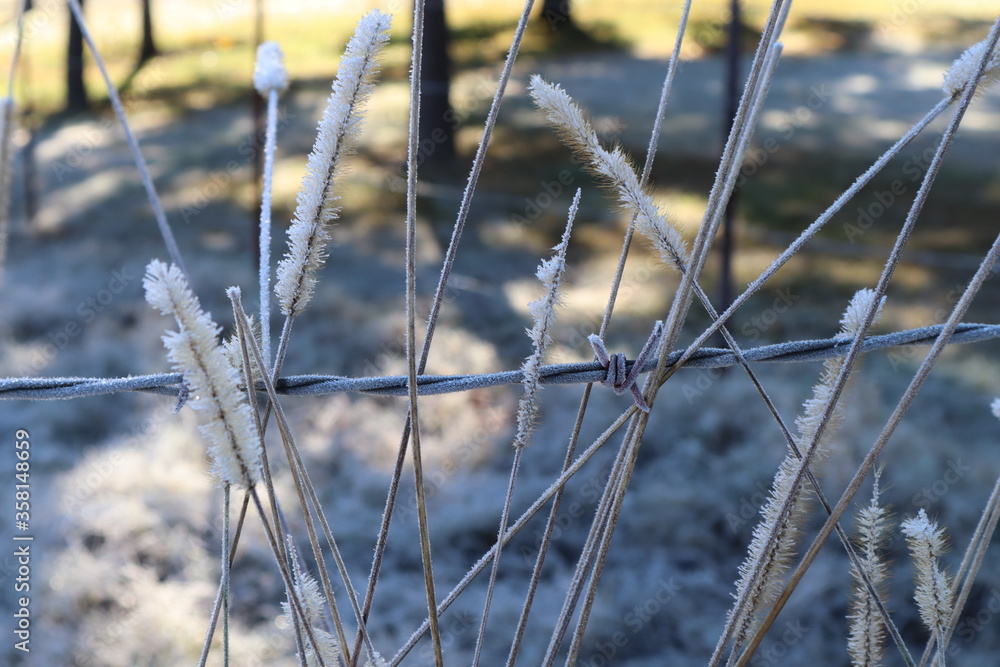 A cold country morning along a barb wire fence, with delicate grasses encased in frost crystals