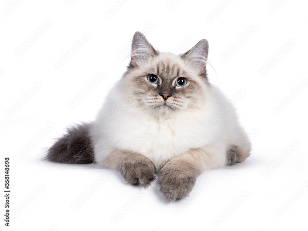 Cute young Neva Masquerade cat kitten, laying down facing front. Looking towards camera with blue eyes. Isolated on white background. Paws over edge. Cute young Neva Masquerade cat kitten, laying down facing front. Looking towards camera with blue eyes. Isolated on white background. Paws over edge.