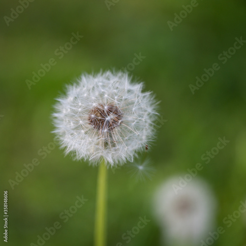 dandelion on green background © Aleksey