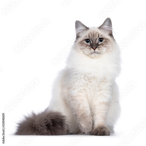 Cute young Neva Masquerade cat kitten, sitting facing front. Looking towards camera with blue eyes and one paw playful lifted. Isolated on white background.
