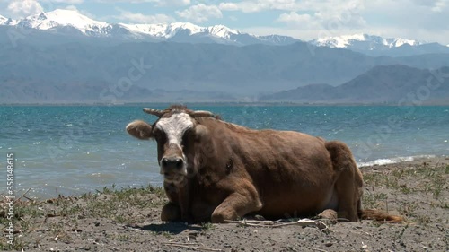 Kyrgyzstan Issyk-kul lake. Landscapes with cows.