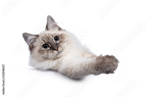 Foto Cute young Neva Masquerade cat kitten, laying down facing front