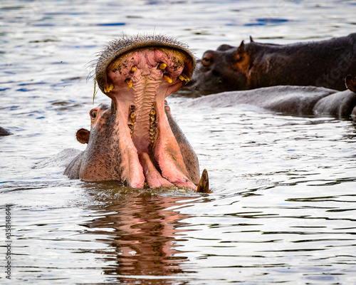 It's Hippopotamus with open mouth in the Moremi Game Reserve (Okavango River Delta), National Park, Botswana