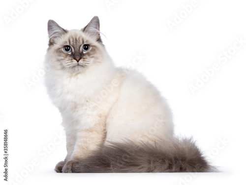 Cute young Neva Masquerade cat kitten, sitting side ways Looking towards camera with blue eyes. Isolated on white background. Long tail around body.