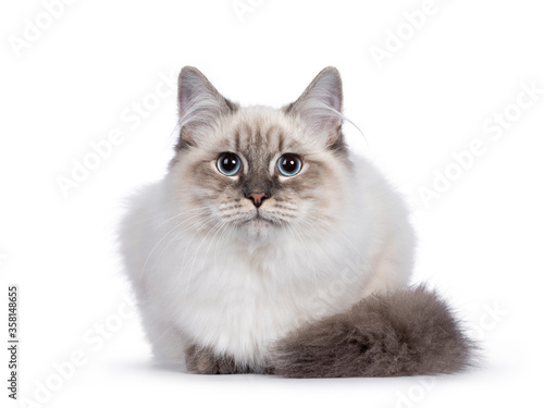Cute young Neva Masquerade cat kitten, laying down facing front. Looking towards camera with blue eyes. Isolated on white background.