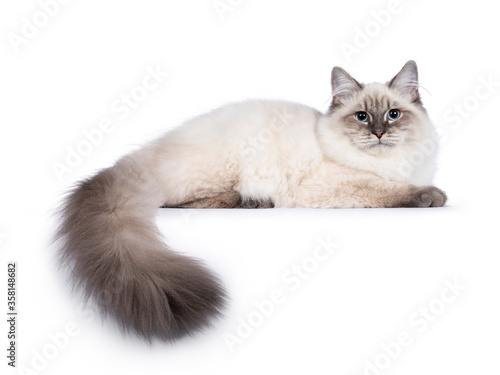 Cute young Neva Masquerade cat kitten, laying down side ways. Looking towards camera with blue eyes and otail hanging over edge. Isolated on white background.