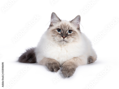 Cute young Neva Masquerade cat kitten, laying down facing front. Looking towards camera with blue eyes. Isolated on white background. Paws over edge.