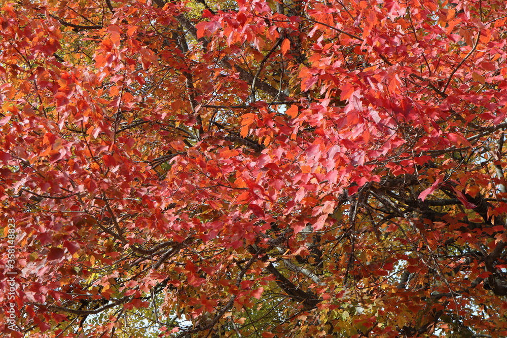 A tree showing it's vivid and colorful red autumn foliage A tree showing it's vivid and colorful red autumn foliage