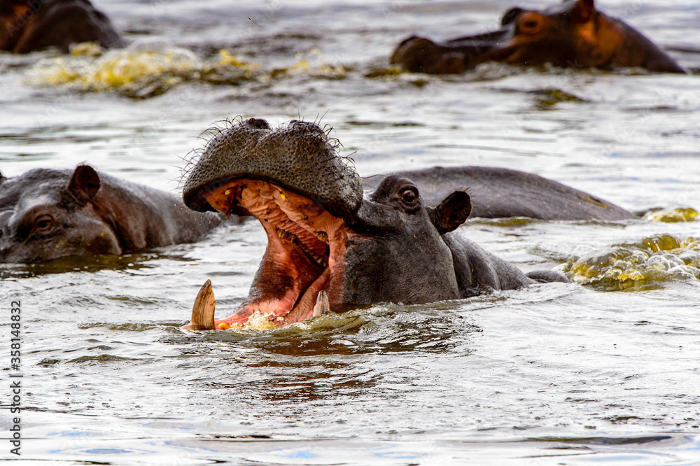 Fototapeta premium It's Hippopotamus with open mouth in the Moremi Game Reserve (Okavango River Delta), National Park, Botswana