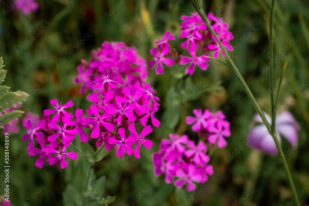 Beautiful sweet william catchfly with small pink flowers, province of Overijssel, the Netherlands
