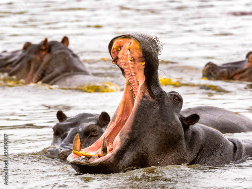 It's Hippopotamus with open mouth in the Moremi Game Reserve (Okavango River Delta), National Park, Botswana