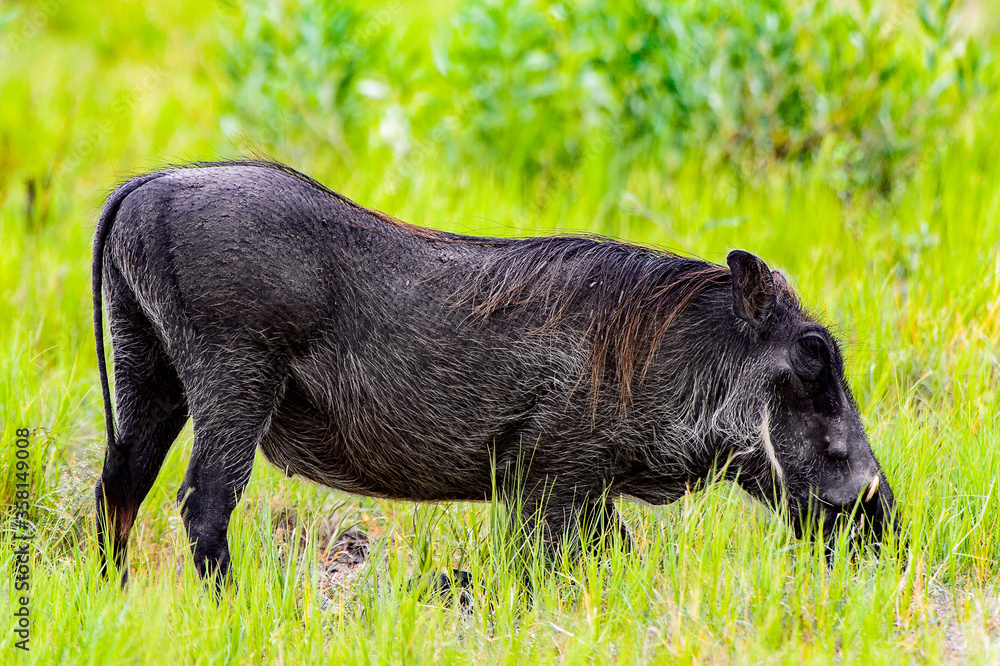 It's Wild boar eats grass in the Moremi Game Reserve (Okavango River Delta), National Park, Botswana It's Wild boar eats grass in the Moremi Game Reserve (Okavango River Delta), National Park, Botswana