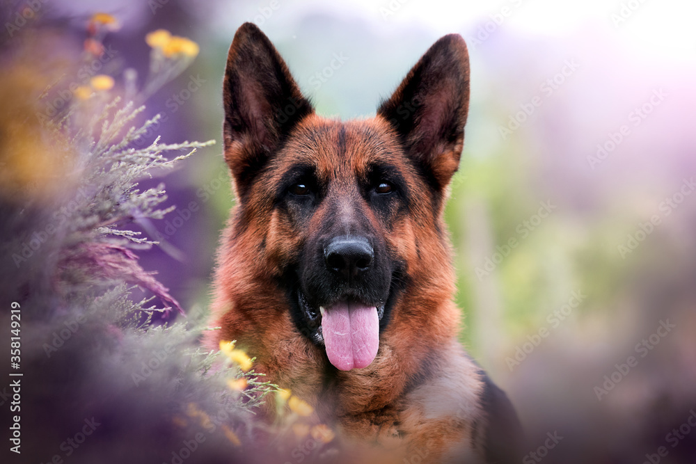 dog in flowers, breed German shepherd dog in flowers, breed German shepherd