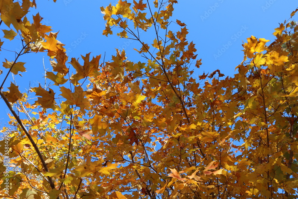 Vivid yellow and orange fall leaves contrast a bright blue autumn sky