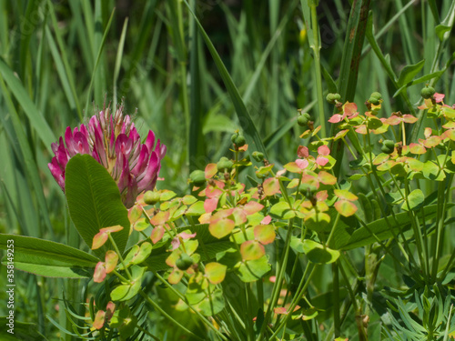 red and yellow flowers horseflower or field cow-wheat or acker wiesenknaeuel photo