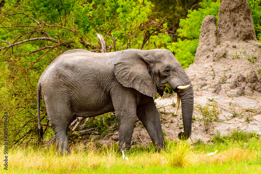 It's Beautiful Elephant in the Moremi Game Reserve (Okavango River Delta), National Park, Botswana