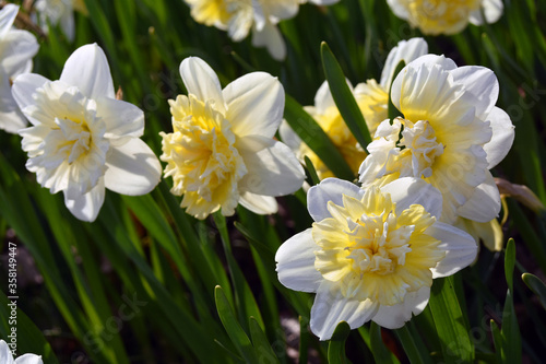 Daffodils in the garden