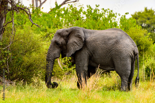It s Beautiful Elephant in the Moremi Game Reserve  Okavango River Delta   National Park  Botswana
