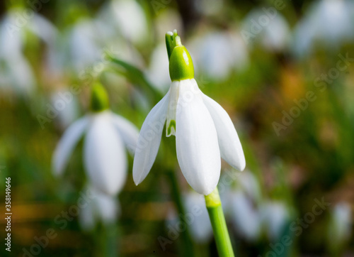 Schneeglöckchen