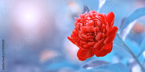 Fototapeta Naklejka Na Ścianę i Meble -  Red peony on a blue background in the sunlight, beautiful abstract nature, border. Floral art background. Selective focus.