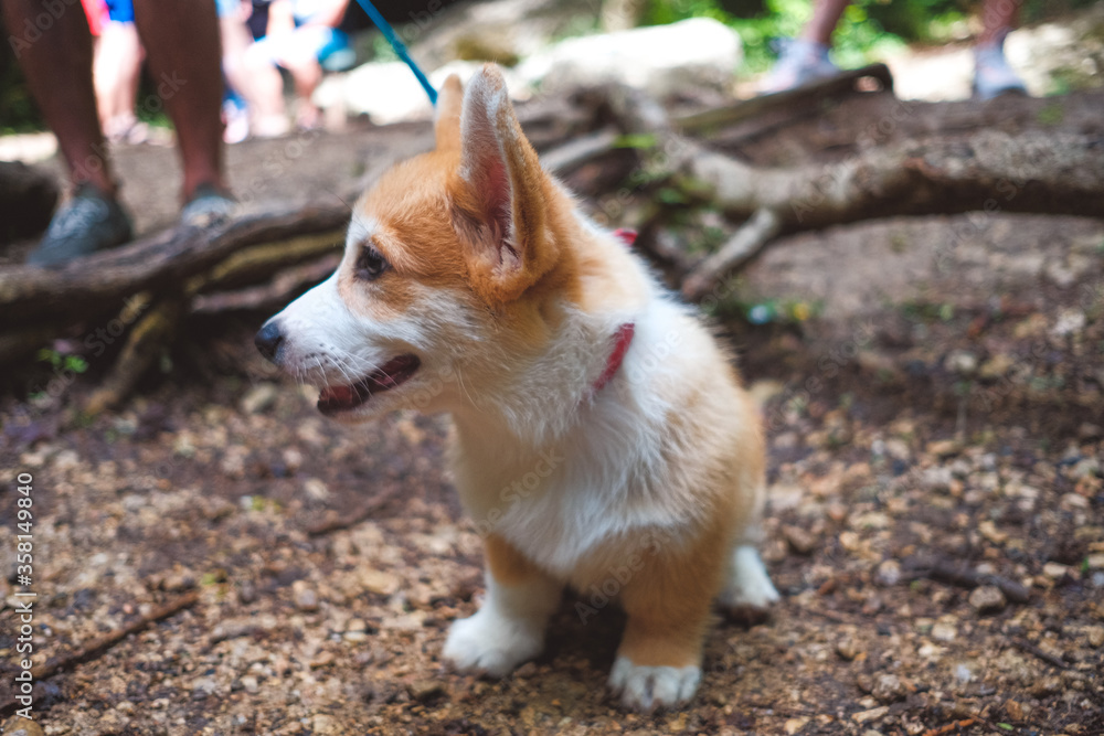 Corgi puppy for a walk in the forest