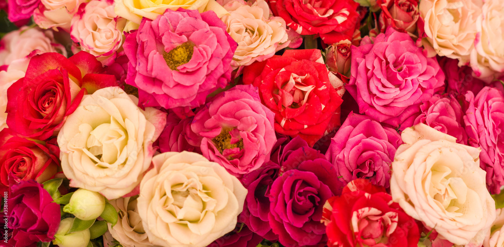 A lots of natural amazing pink roses for background A lots of natural amazing pink roses for background