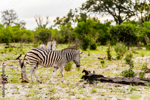 It s Zebras flock in the Moremi Game Reserve  Okavango River Delta   National Park  Botswana