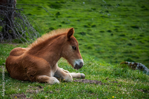 A young horse in the grass.