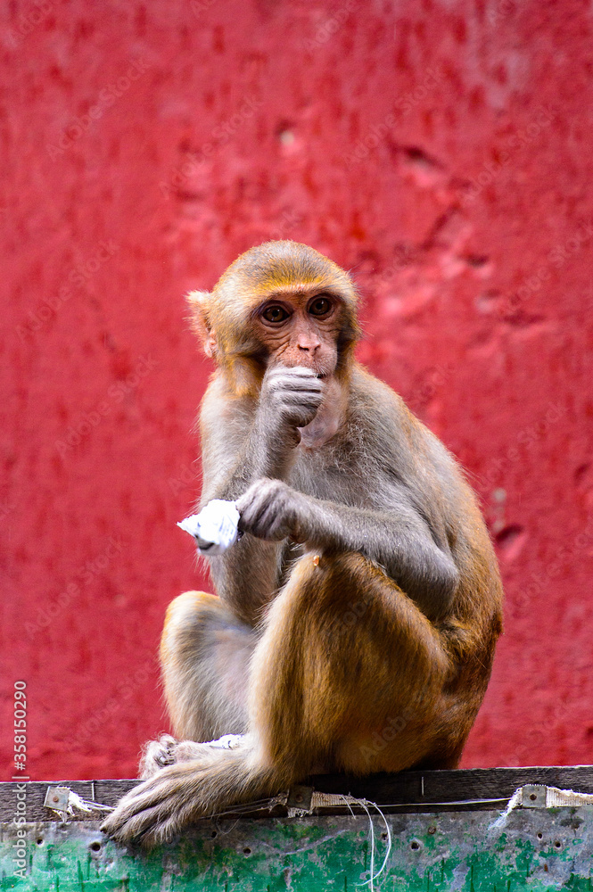 Naklejka premium It's Burmese monkey in Myanmar