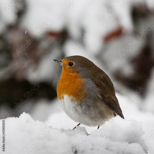 robin on snow © Matteo