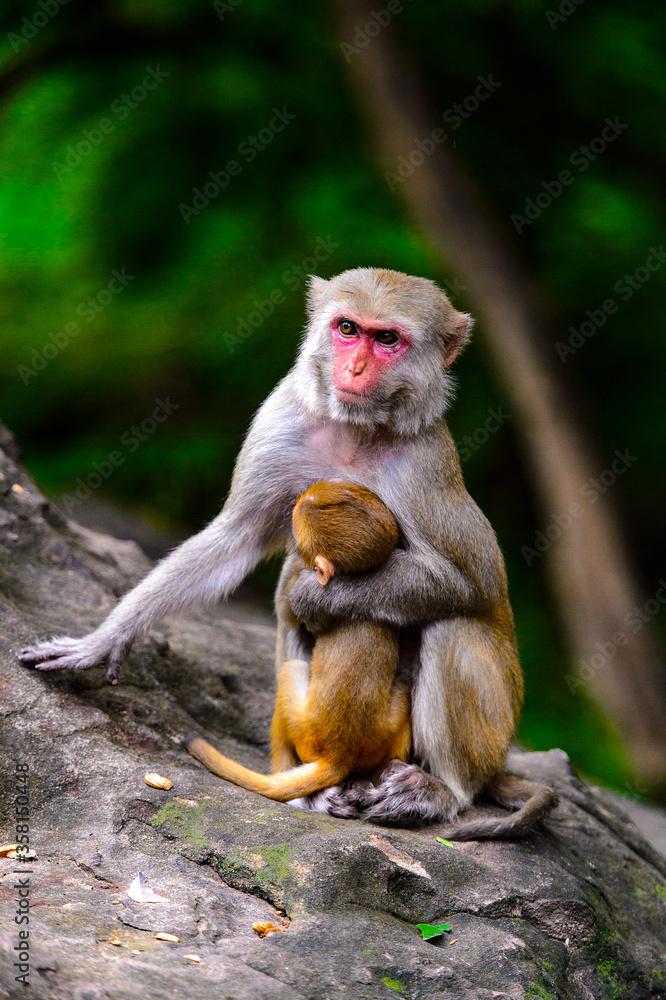 Fototapeta premium It's Burmese monkey in Myanmar