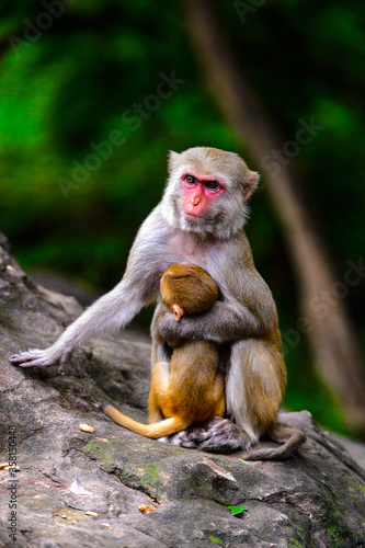 It's Burmese monkey in Myanmar © Anton Ivanov Photo