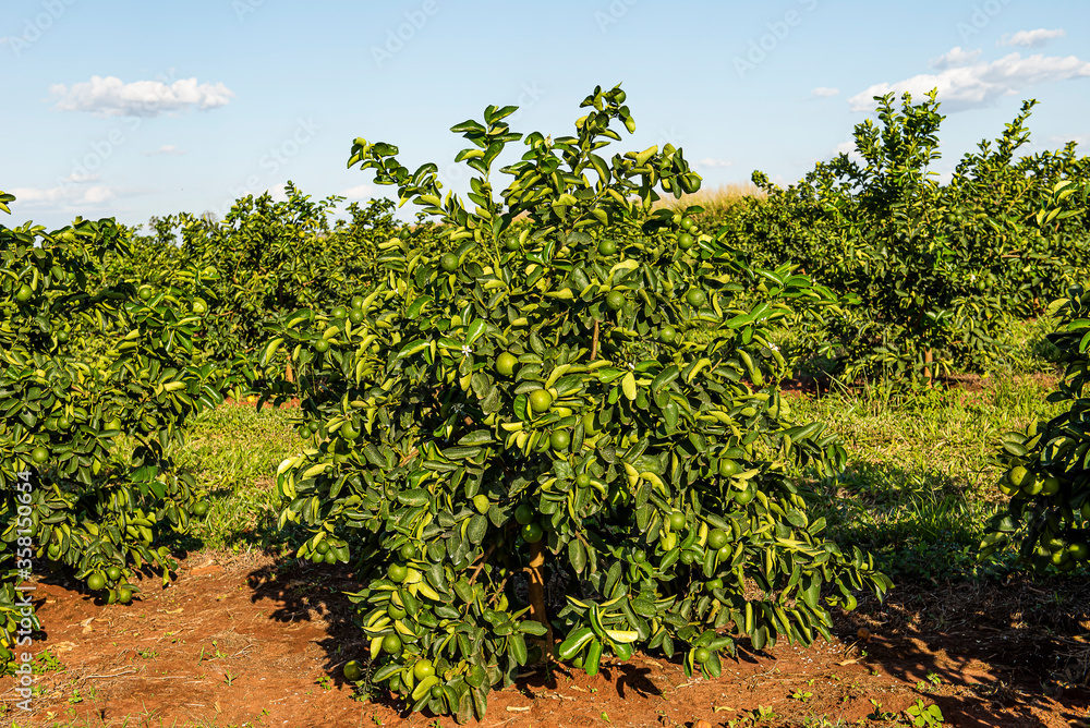 .Lemon plantation. Lemon production farm.