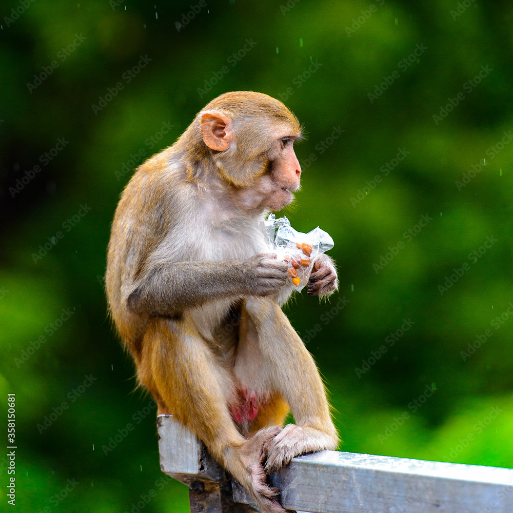 Naklejka premium It's Burmese monkey in Myanmar