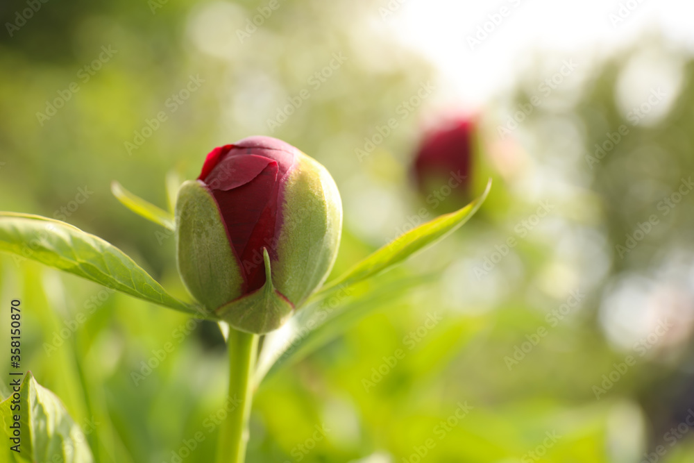 Beautiful red peony bud outdoors on spring day, closeup Beautiful red peony bud outdoors on spring day, closeup