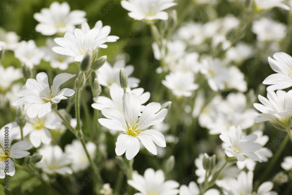 Closeup view of beautiful white meadowfoam field Closeup view of beautiful white meadowfoam field