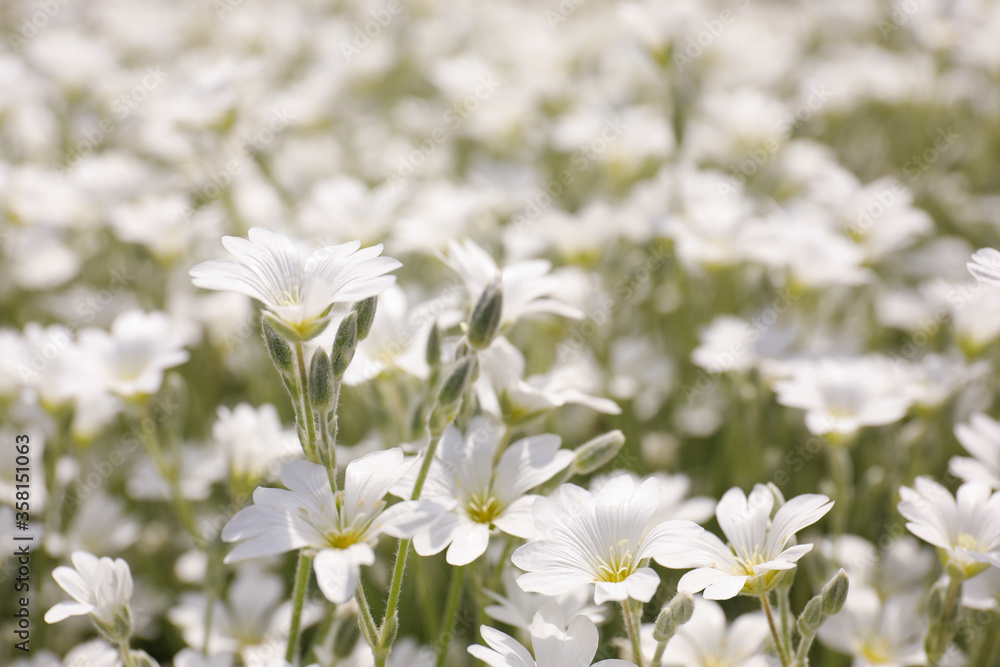 Closeup view of beautiful white meadowfoam field