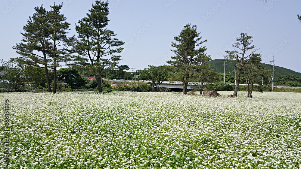 Obraz premium 한국 제주도 메밀꽃이 가득한 메밀밭 풍경