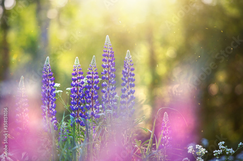 Summer sunset on a lupine meadow