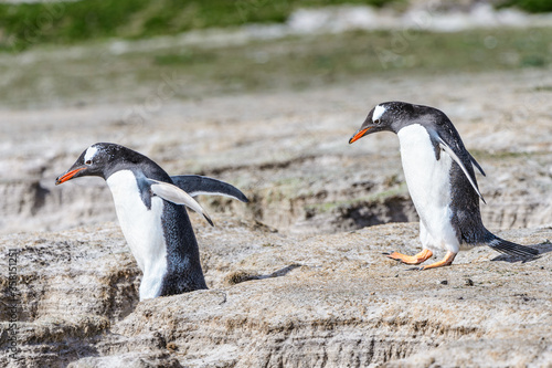 Fauna of the Falkland Islands