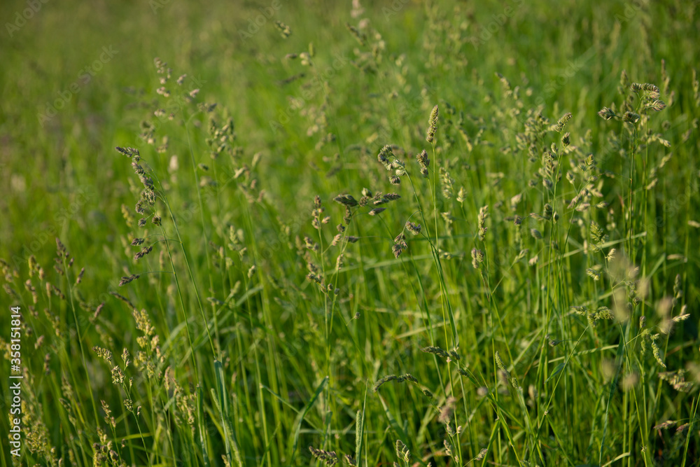 green wild grass field in midsummer, background green wild grass field in midsummer, background