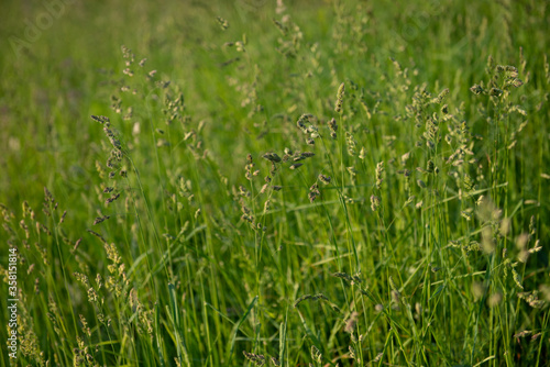 green wild grass field in midsummer, background