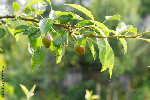 young pear fruit hanging on a tree branch