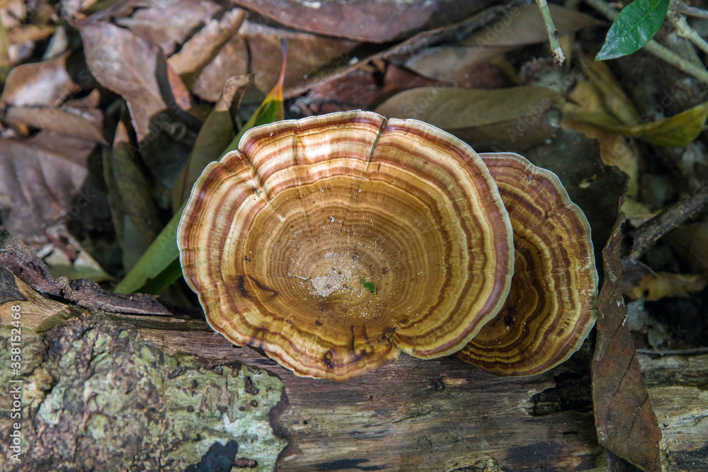 tree trunk with mushroom, Lazy beach, koh rong samloem island, Sihanoukville, Cambodia. tree trunk with mushroom, Lazy beach, koh rong samloem island, Sihanoukville, Cambodia.
