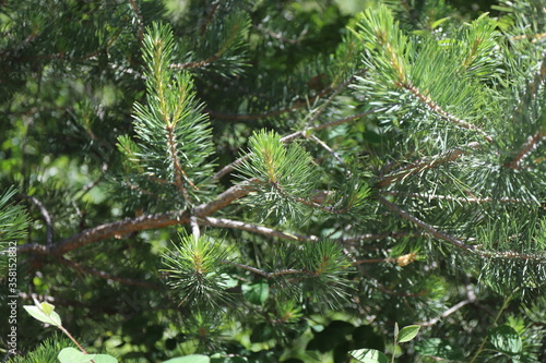 green pine needles