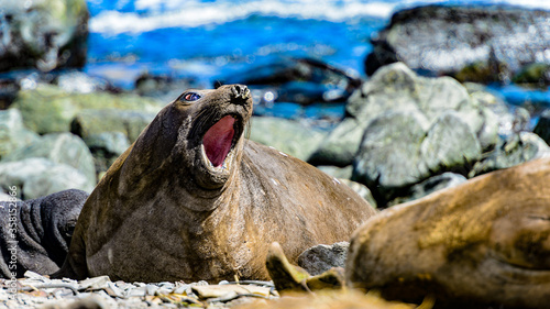 Female elephant seal swanks. © Anton Ivanov Photo