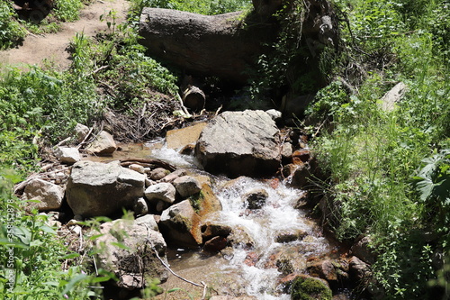 tree stump in the forest