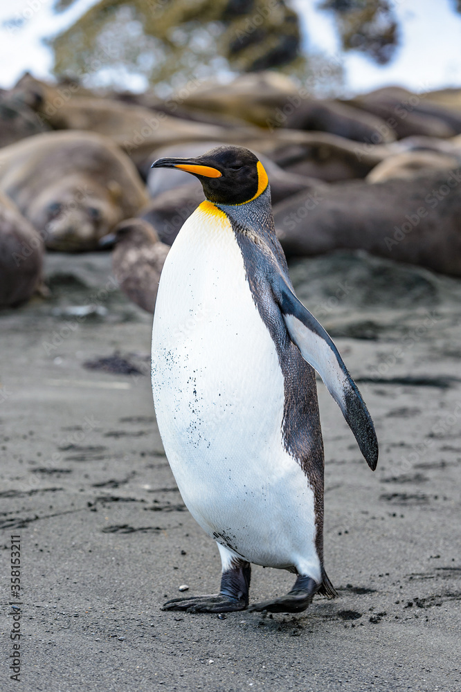 Obraz premium Penguins of South Georgia