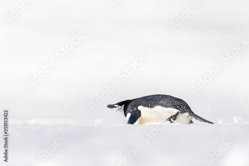 Penguins of Antarctica