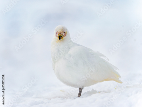 Snowy Sheathbill